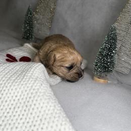 Poodle and Schnoodle Puppies from Bred by Brennen