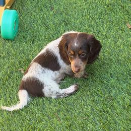 Elliot - Piebald male Dachshund puppy in Irving, Texas from DFW Dachshunds by G & S