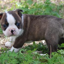 Rocket - Brindle and white male Boston Terrier puppy in Brooksville, Florida from I Love Pups