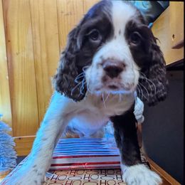 Snickers - Liver and white male English Springer Spaniel puppy in Coeur D'alene, Idaho from Springer Hollow