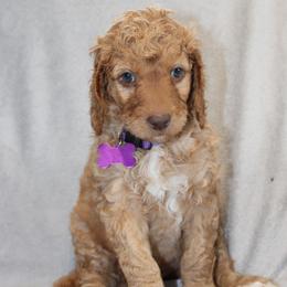 Tinsel - Apricot female Goldendoodle puppy in Howard City, Michigan from Doodles and Chaos