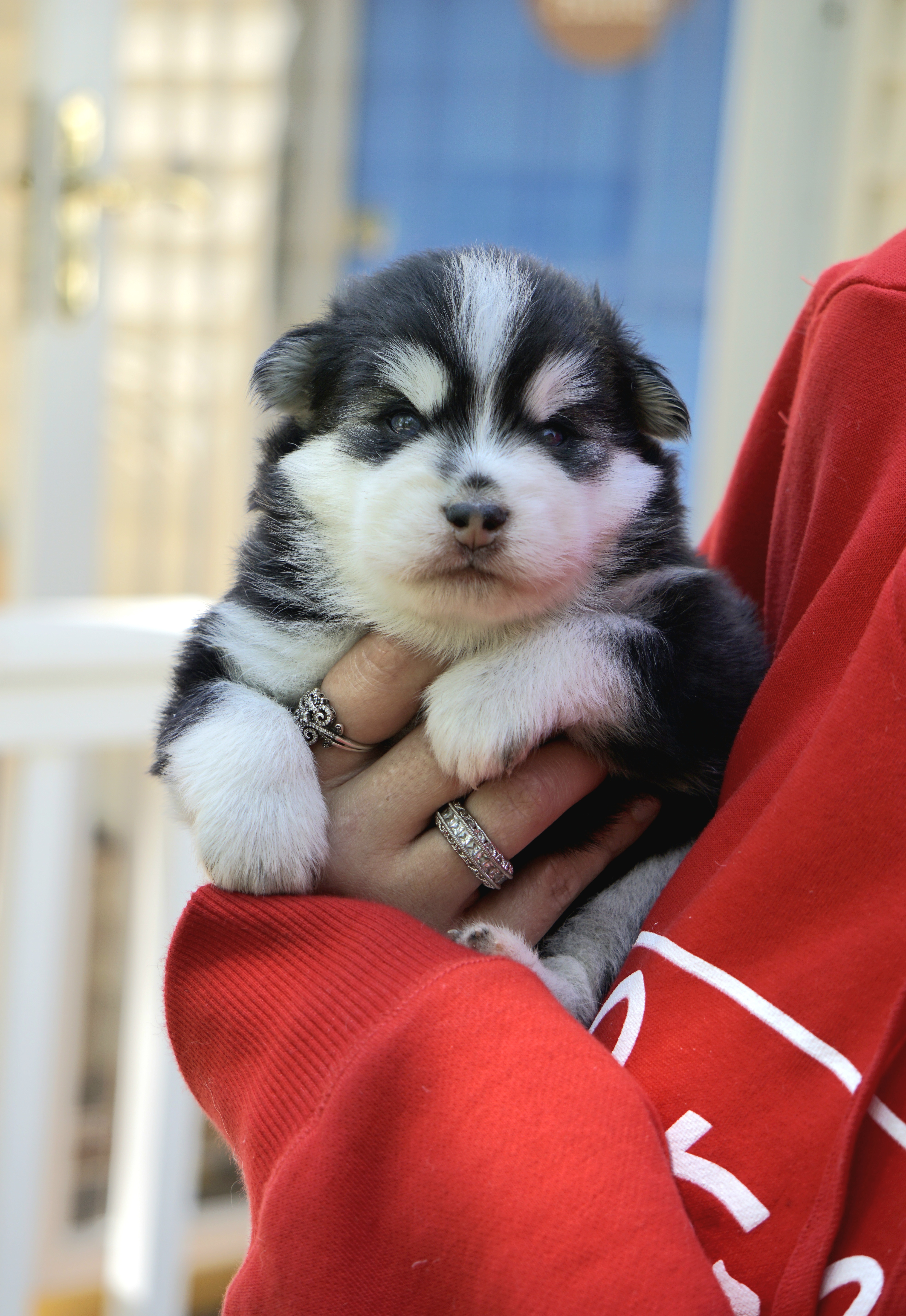 Pomsky Puppies from Arctic Star Pomskies