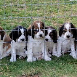 English Springer Spaniel Puppies from vom King-Charles