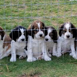 English Springer Spaniel Puppies from vom King-Charles