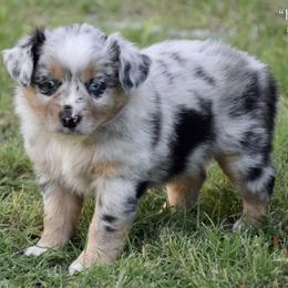 Heart - Blue merle female Miniature Australian Shepherd puppy in Evant, Texas from Lazy VT Bar Ranch