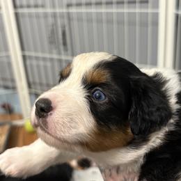 Mochi - Black tri female Miniature American Shepherd puppy in Olympia, Washington from Shamayim Shepherds