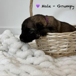 Shiloh Shepherd Puppies from North By Northwest Shilohs “NBN”
