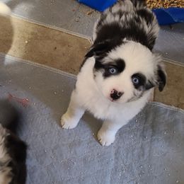 Miniature Australian Shepherd and Toy Australian Shepherd Puppies from Beasley Acres Aussies