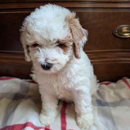 Carter - Cream male Goldendoodle puppy in Portage, Michigan from Country Lane Goldendoodles