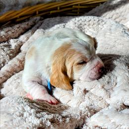 Hoover - Lemon and white male Basset Hound puppy in Big Rapids, Michigan from Basket Hound Bassets
