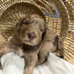 Black - Merle male Golden Aussiedoodle puppy in Chino Valley, Arizona from AZ Stickerdoodles