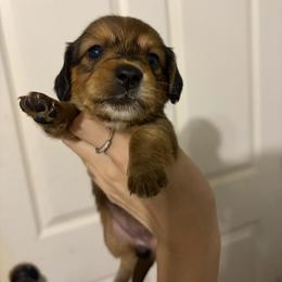 Mage - Red female Dachshund puppy in Conroe, Texas from R&M Dachshunds