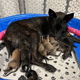Dutch Shepherd Puppies from Stone Age K9