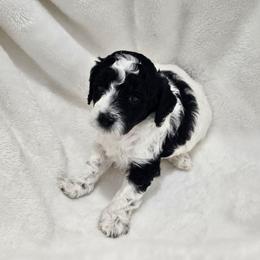Prince - Parti male Poodle puppy in Puyallup, Washington from Pure Parti Poodles