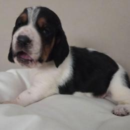 Calvin - Black white and brown male Basset Hound puppy in Denison, Texas from Emma Lou's Baby Bassets