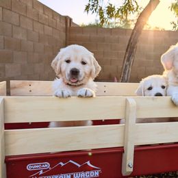 Golden Retriever Puppies from Top Gun Golden Retrievers