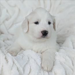 Girl 5 Sage - White female Great Pyrenees puppy in Yakima, Washington from Naches Heights Ranch