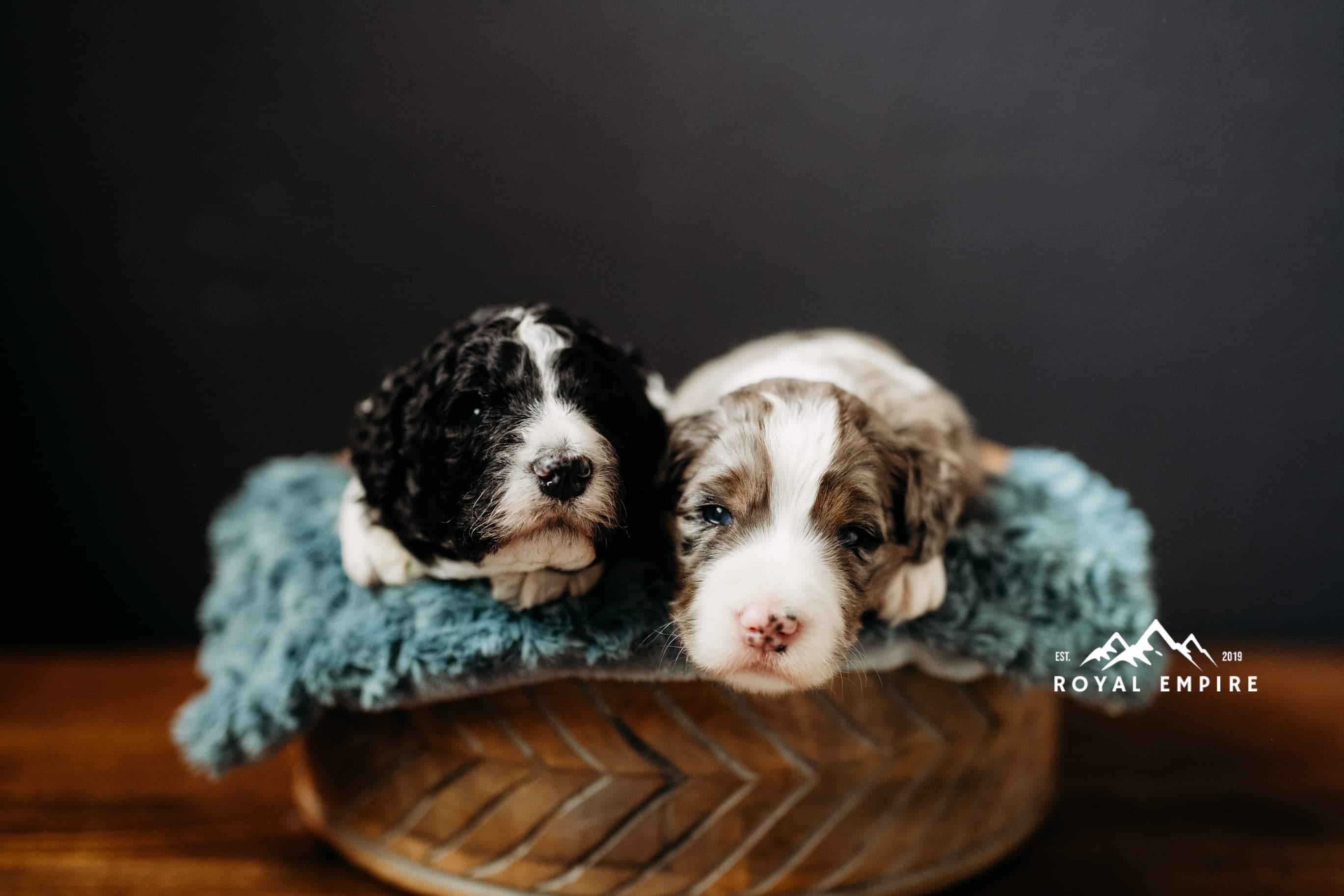 Royal Empire Bernedoodles in Oregon | Bernedoodle, Bernese Mountain Dog ...