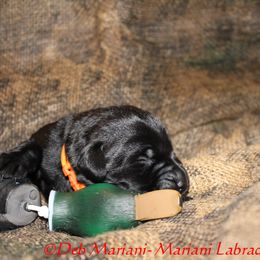 Boy 2 - Labrador Retriever puppy in Liberty Hill, Texas from Mariani Labrador Retrievers