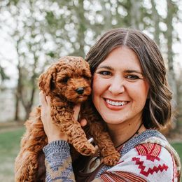 Poodles from Teton Poodles