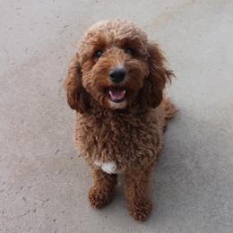 Luna - Goldendoodle