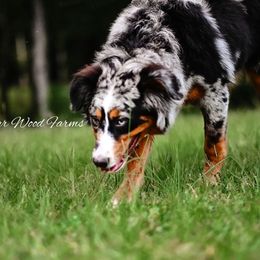 Letti - Aussiedoodle