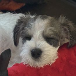 Miniature Schnauzer Puppies from Poppy’s Mini Schnauzers