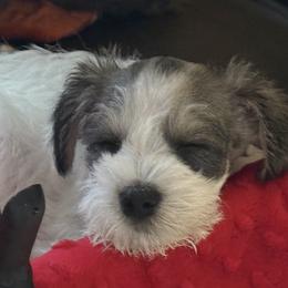 Miniature Schnauzer Puppies from Poppy’s Mini Schnauzers