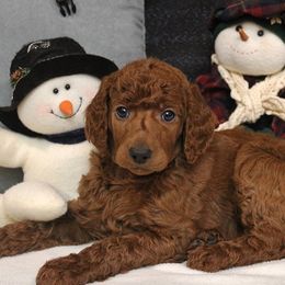 Poodles from Raspberry Woods Standard Poodles