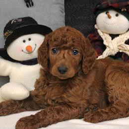 Poodles from Raspberry Woods Standard Poodles