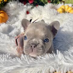 French Bulldog Puppies from NC Pawsibilities