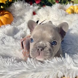 French Bulldog Puppies from NC Pawsibilities
