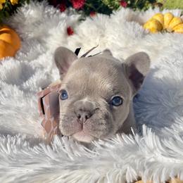 French Bulldog Puppies from NC Pawsibilities