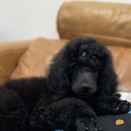 Poodle Puppies from Enjoy Life Kennels
