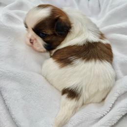Winston - Red and white male Shih Tzu puppy in Jacksonville, Florida from Fancy Garden Shih Tzu