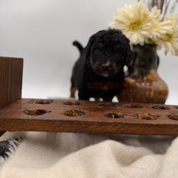 Ash unfurnished - Phantom female Bernedoodle puppy in Ocala, Florida from Bernedoodles of Florida