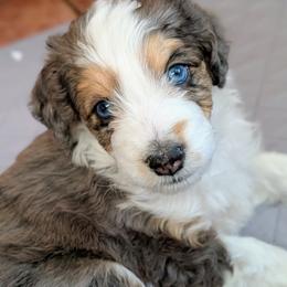 Aussiedoodle Puppies from Ridgeview Aussiedoodles