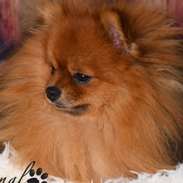 Milo - Pomeranian
