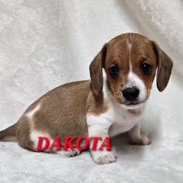 Dakota - Red male Dachshund puppy in Blair, Oklahoma from North Fork Doxies-Okla