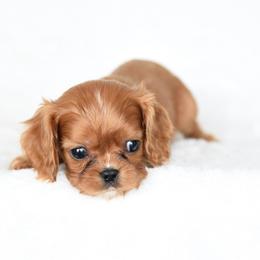 Archie - Ruby male Cavalier King Charles Spaniel puppy in Lawton, Oklahoma from Lindsey’s Cavies