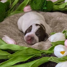Yellow Girl - Liver and white female German Shorthaired Pointer puppy in Kenai, Alaska from LakeHaus Kennels