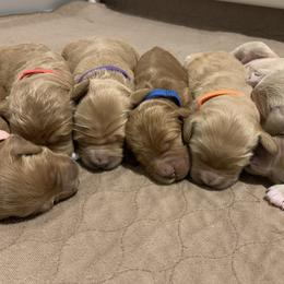 Goldendoodle Puppies from Old Line Doodles