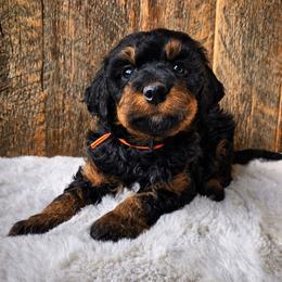 Cedar - Tri-color male Bernedoodle puppy in Ashton, Idaho from Kerr Kanine Ranch