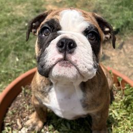 Bulldog Puppies from K & K Little Blessings