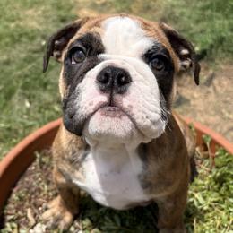 Bulldog Puppies from K & K Little Blessings