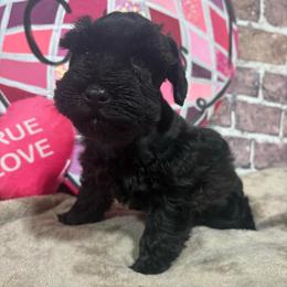 Delilah - Black female Miniature Schnauzer puppy in Lufkin, Texas from C&K’s Schnauzer House