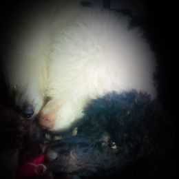 Aussiedoodles, Goldendoodles, Poodles, and Sheepadoodles from Selten Poodles and Doodles