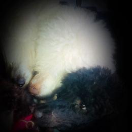 Aussiedoodles, Goldendoodles, Poodles, and Sheepadoodles from Selten Poodles and Doodles