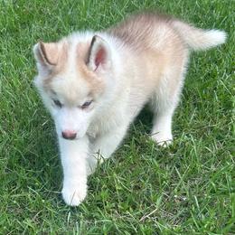 Hans - Red and white male Siberian Husky puppy in Summerville, South Carolina from Carolina Husky Lodge