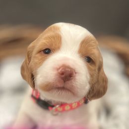 Taylor - Brittany puppy from Sandridge Brittanys